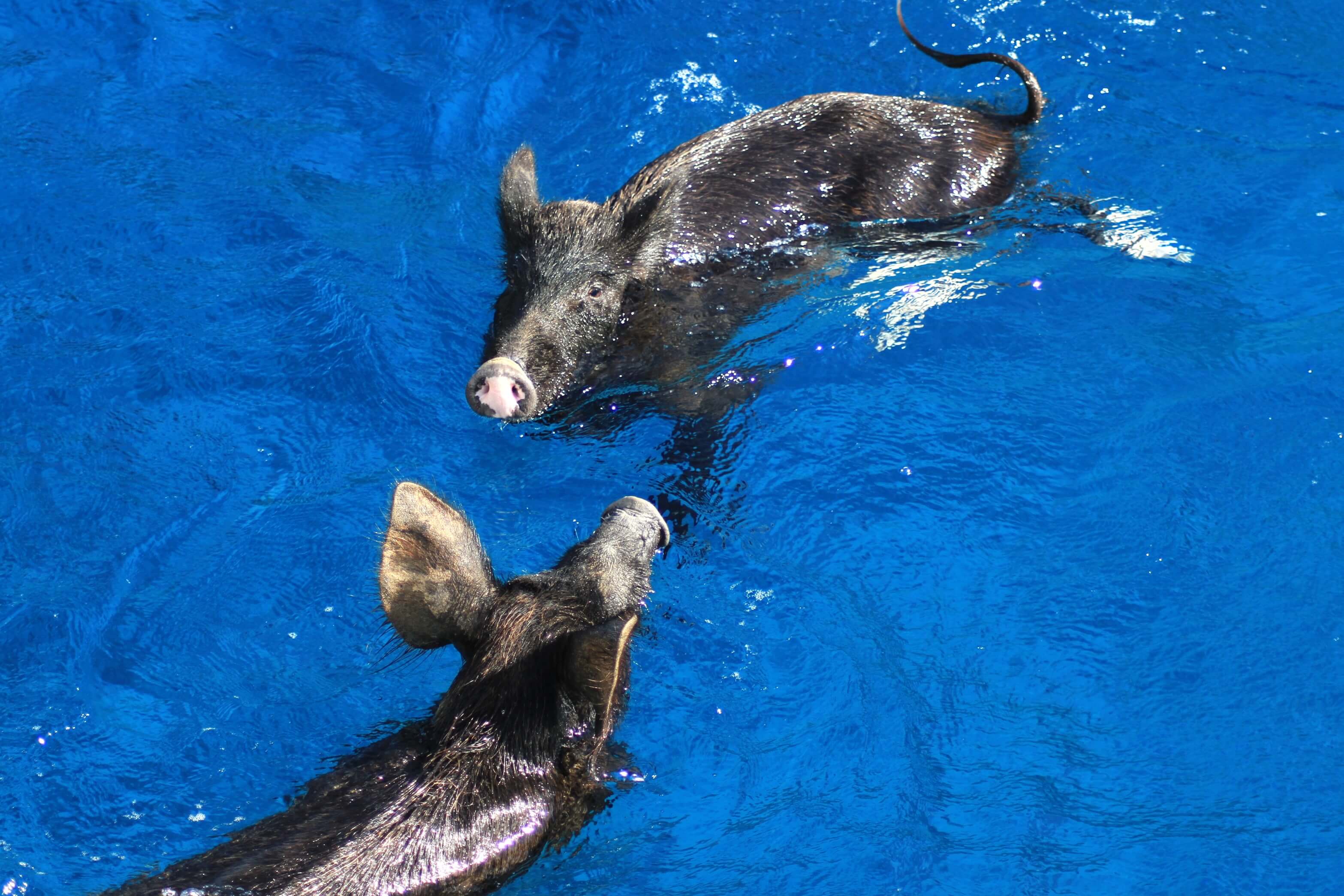 Schweine an unserer Yacht vor Atakos - Ionische Inseln